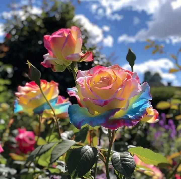 Rainbow Rose Seeds with Free Plant Growth Serum Pack of 2